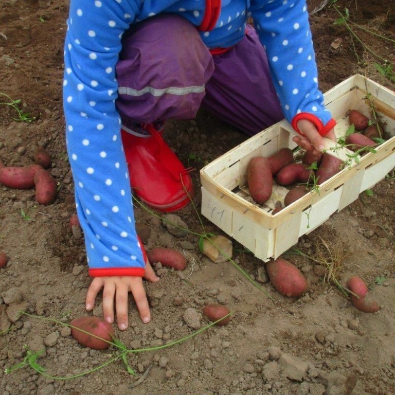 Kind sammelt Kartoffeln ein